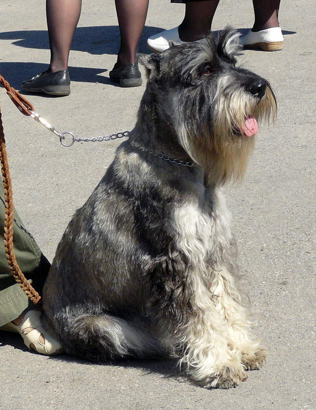 Выставка собак в г. Шахты