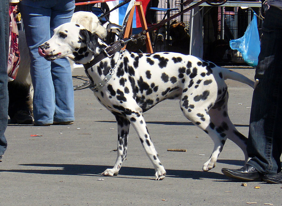 Выставка собак в г. Шахты