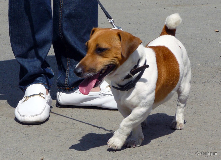 Джек рассел терьер на шахтинской выставке собак 2012