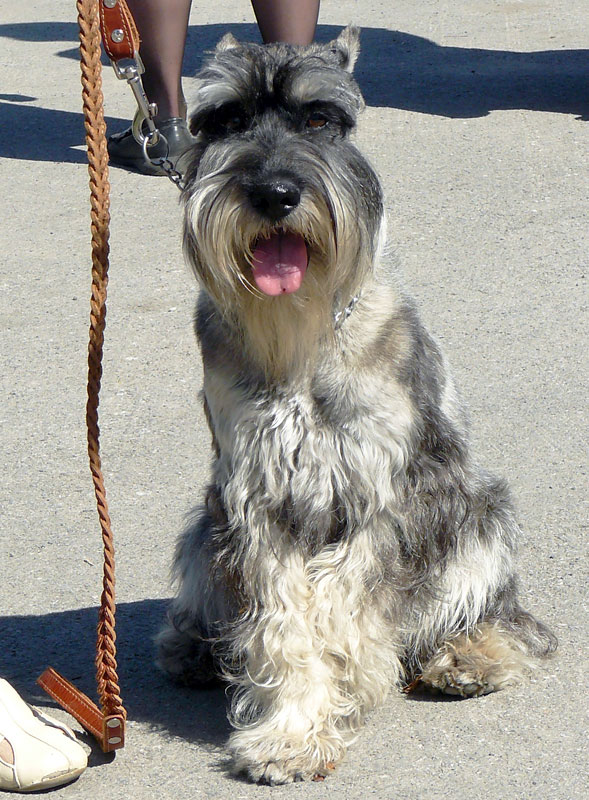 Выставка собак в г. Шахты