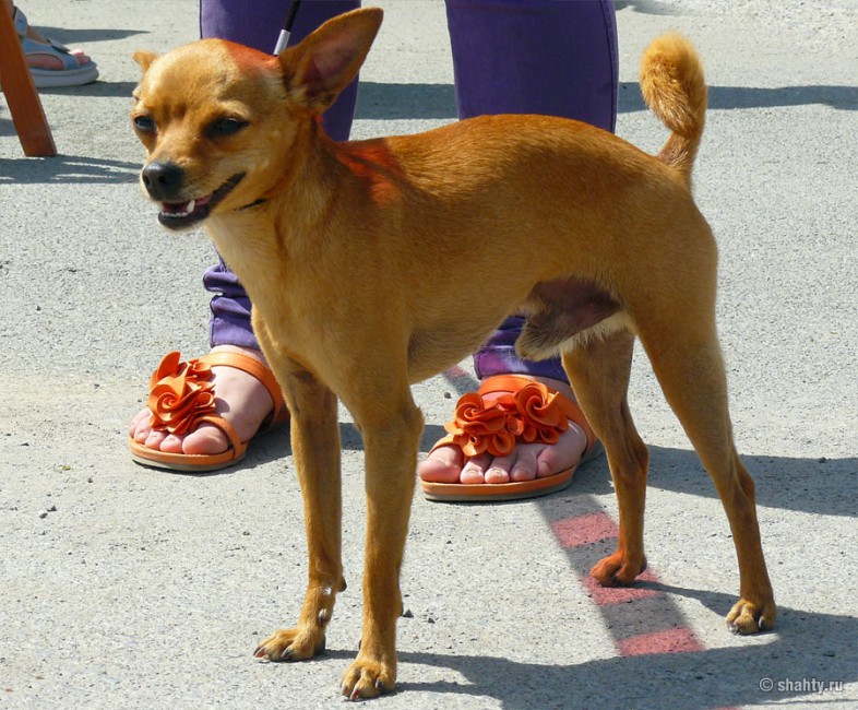 Той терьер на шахтинской выставке собак 2012