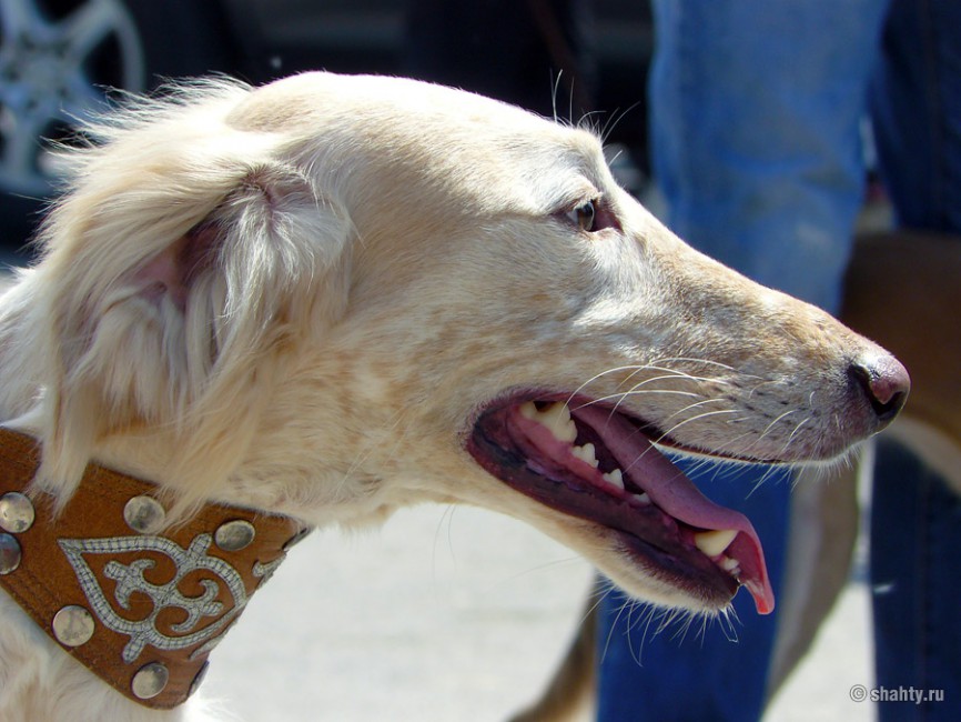 Выставка собак 2012 в Шахтах и Тазы