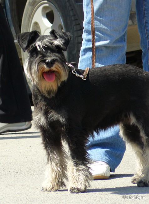 На шахтинской выставке собак 2012