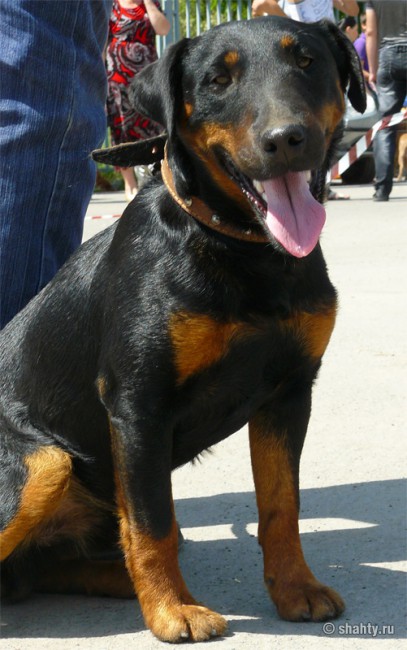 Выставка собак в Шахтах