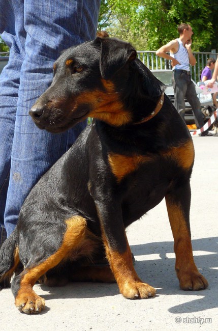 Выставка собак в Шахтах 2012