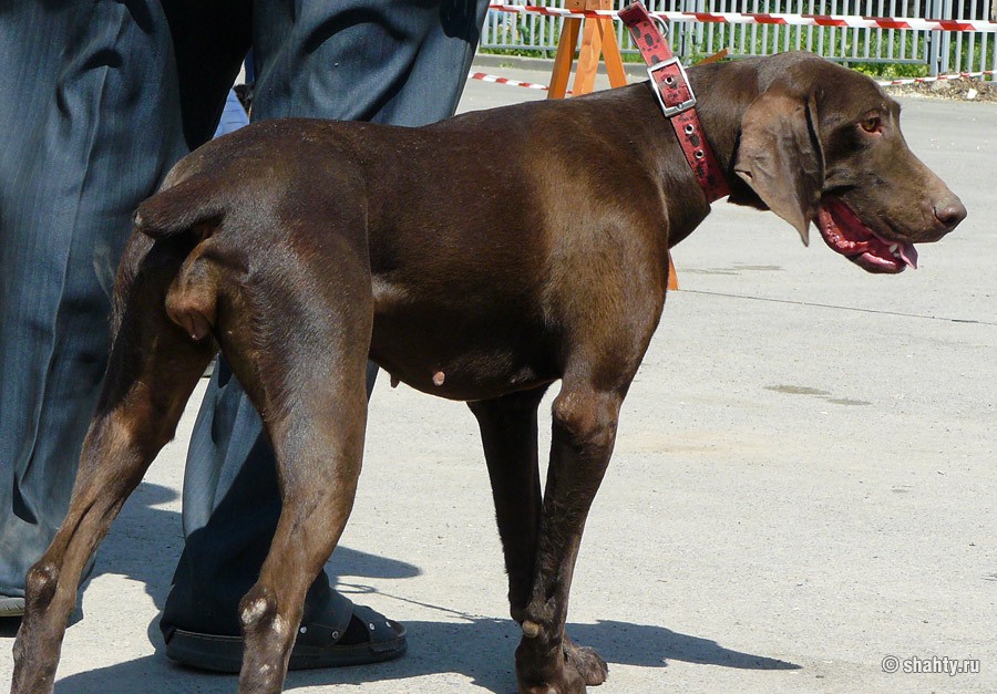 Курцхаар на шахтинской выставке собак 2012