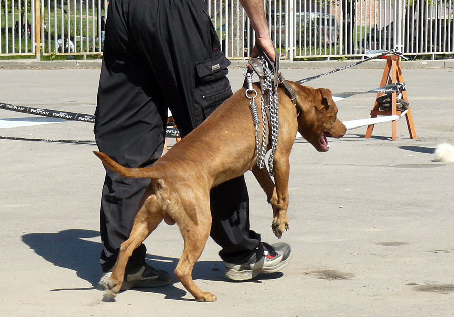 Выставка собак в г. Шахты