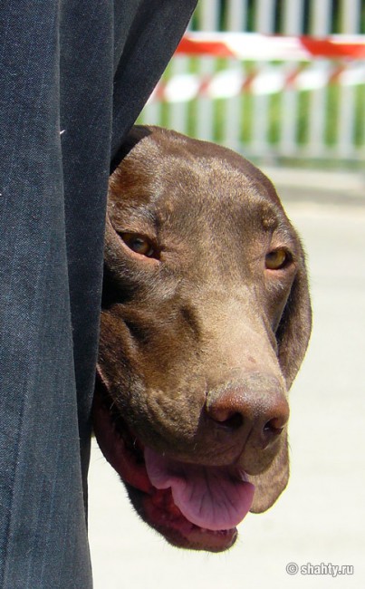 Все здорово, хозяин, только очень жарко. Шахтинская выставка собак 2012