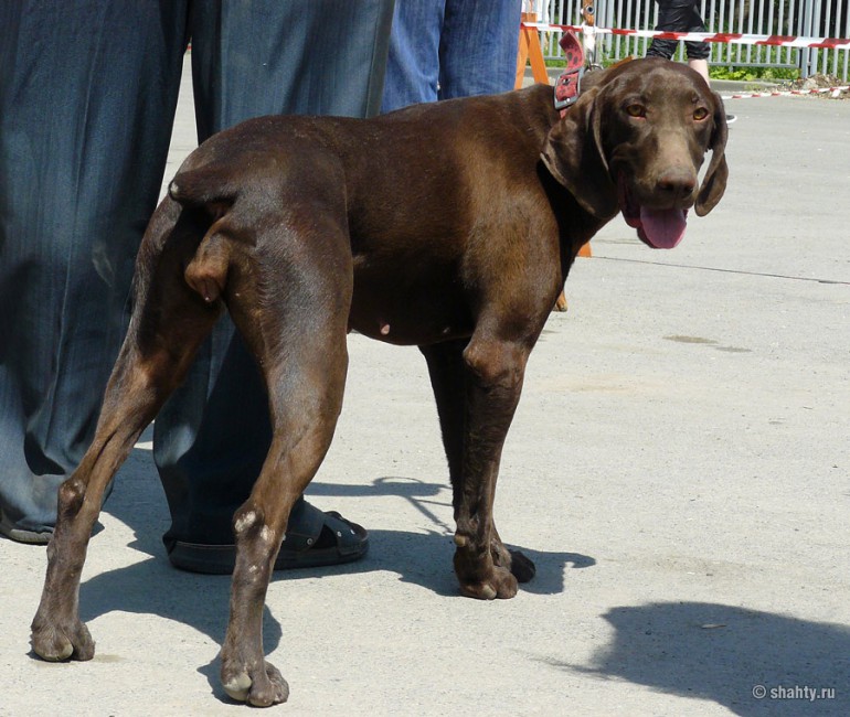 Выставка собак в г. Шахты 2012, курцхаар