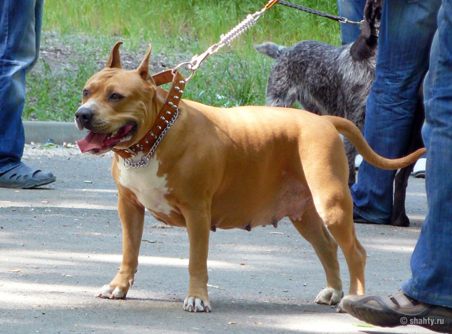 Стаффорд на выставке собак в городе Шахты 2012