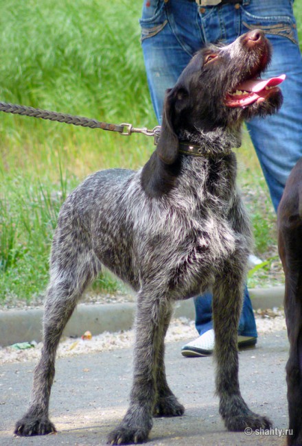 Дратхаар, выставка собак в городе Шахты