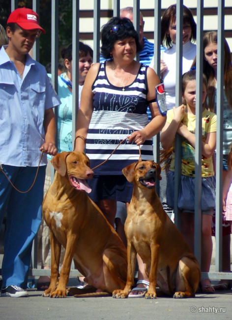 Выставка собак в г. Шахты, Родезийский риджбек