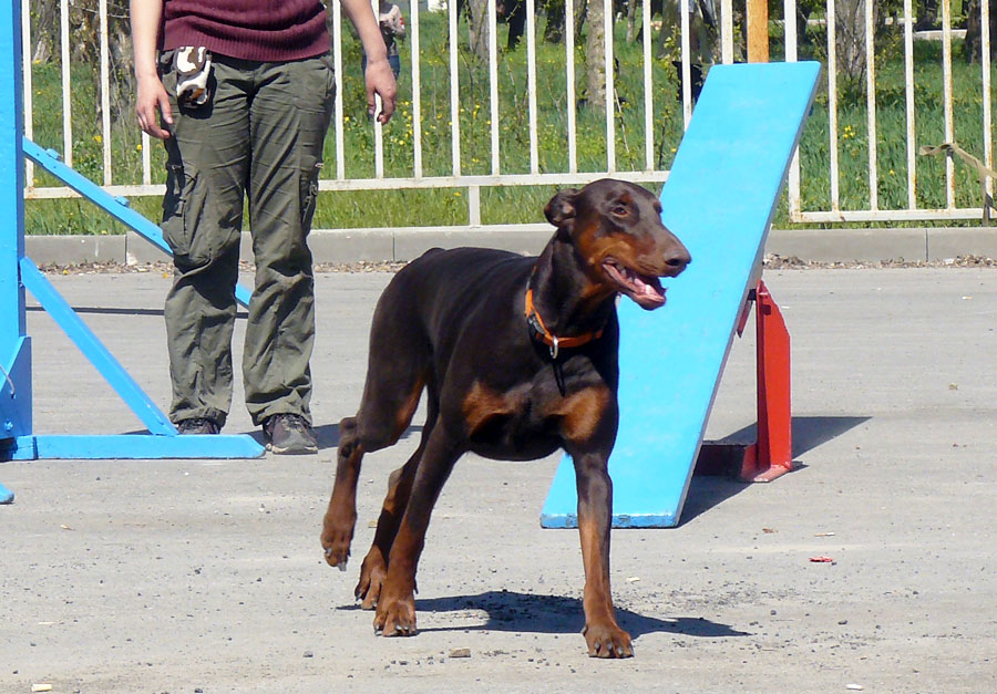 Выставка собак в г. Шахты