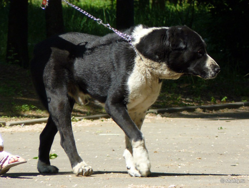 Выставка собак 2012 г.Шахты
