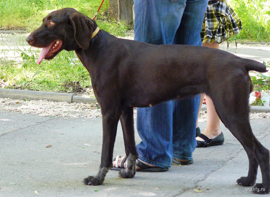 Дратхаар, выставка собак в Шахтах 13 мая 2012 г.