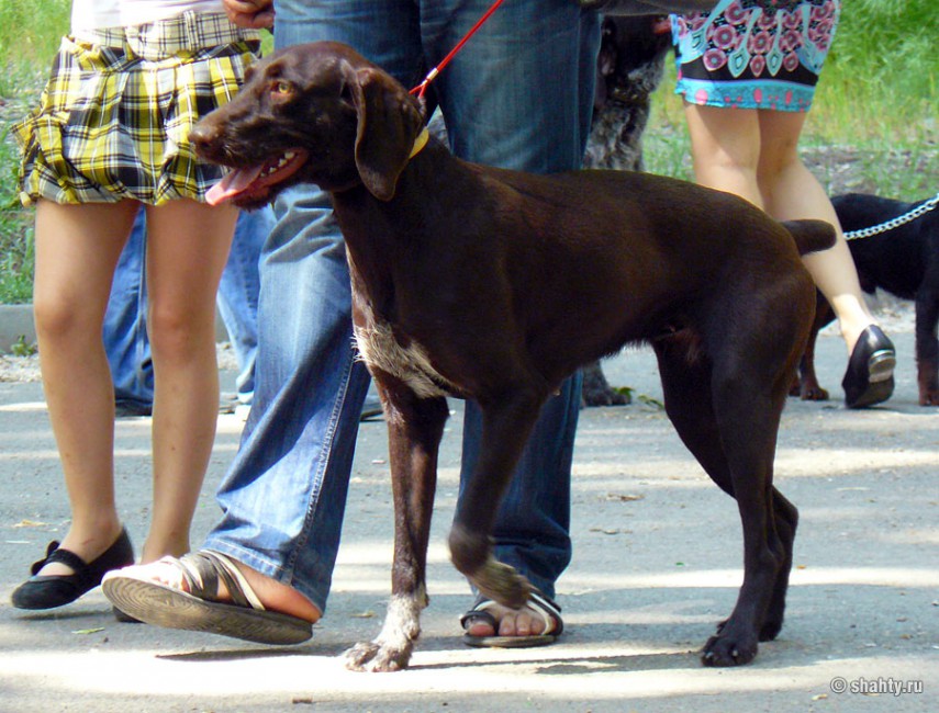 Дратхаар, шахтинская выставка собак