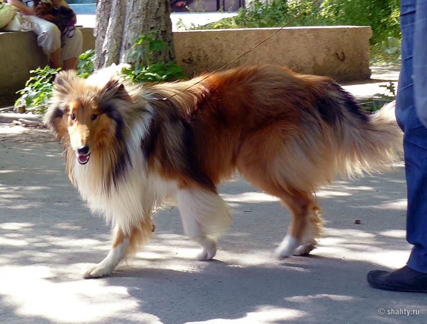 Колли на шахтинской выставке собак