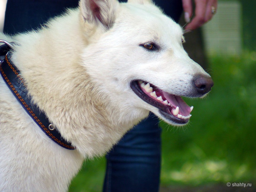 Шахтинская выставка собак 13 мая 2012 г.