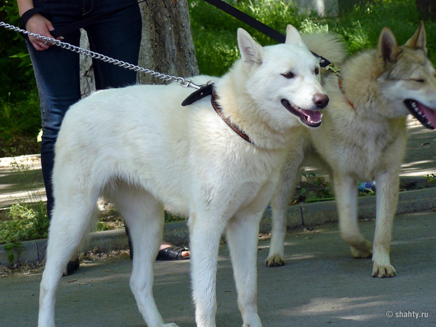 Май 2012 г. выставка собак в городе Шахты