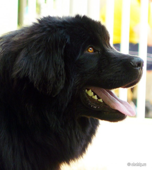 Ньюфаундленд на выставка собак в городе Шахты
