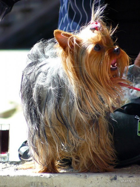 Йорк на шахтинской выставке собак 2012