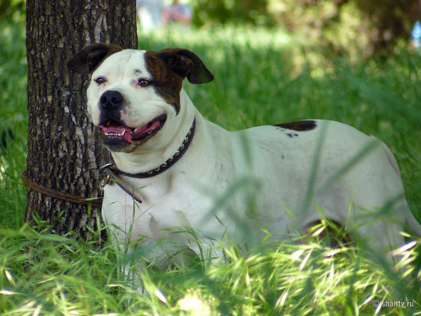 Американский бульдог на выставке собак в г. Шахты 2012