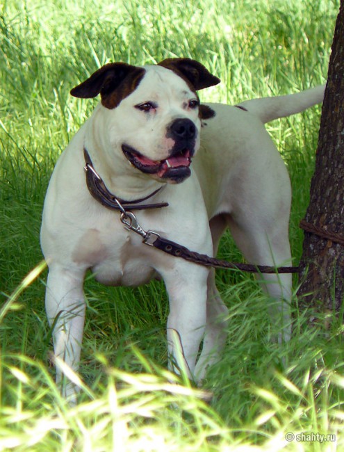 Американский бульдог на шахтинской выставке собак 13 мая 2012 г.