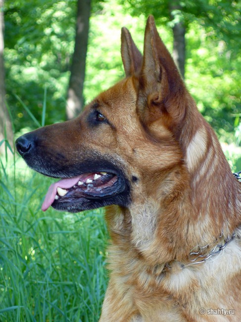 Овчарка на выставке собак в городе Шахты 2012