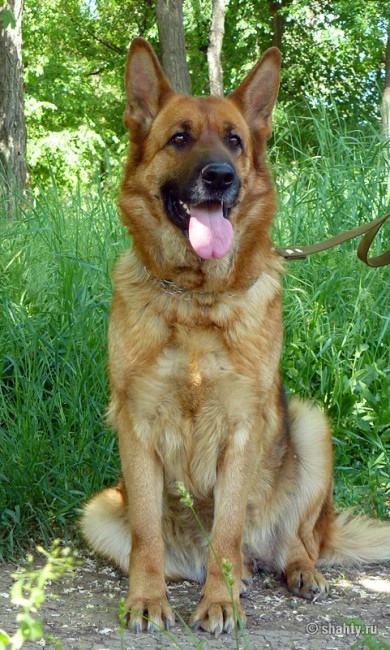 Выставка собак в городе Шахты 13 мая 2012 г., овчарка