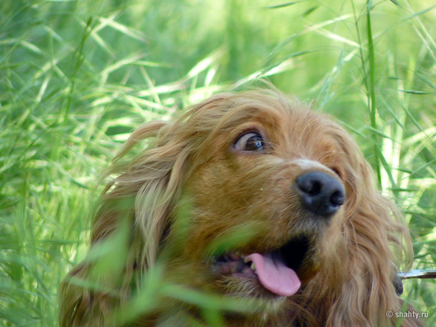 Спаниель на шахтинской выставке собак 2012