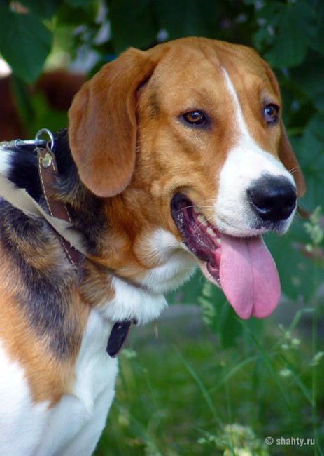 Фоксхаунд на выставке собак в городе Шахты