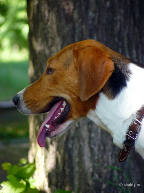 Фоксхаунд на шахтинской выставке собак 2012