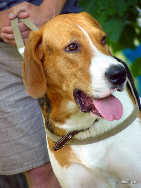 Фоксхаунд, выставка собак в городе Шахты