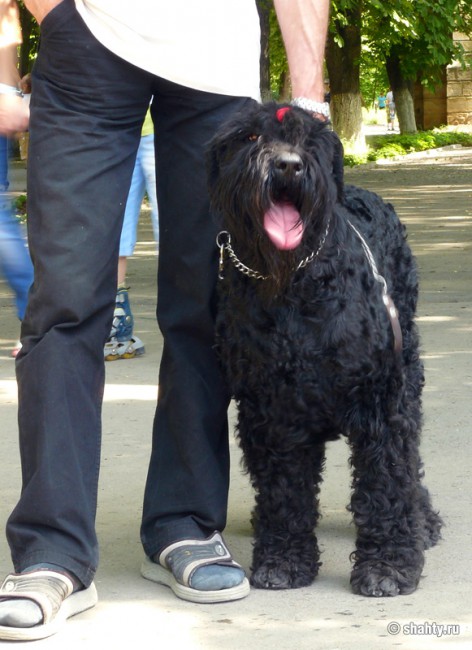 Ризеншнауцер, выставка собак в Шахтах 2012