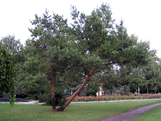 Сквер в п. Каменоломни, рядом со Сбербанком