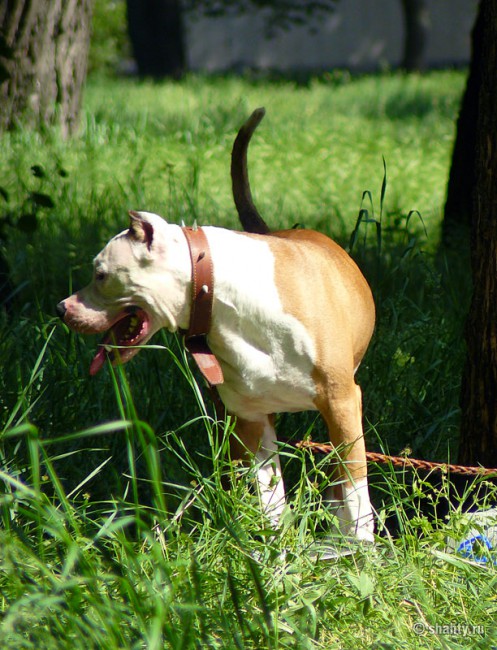 Питбультерьер на выставке собак в г. Шахты 2012