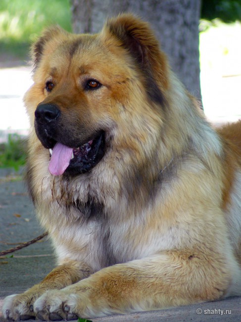 Кавказская овчарка на выставке собак в г. Шахты