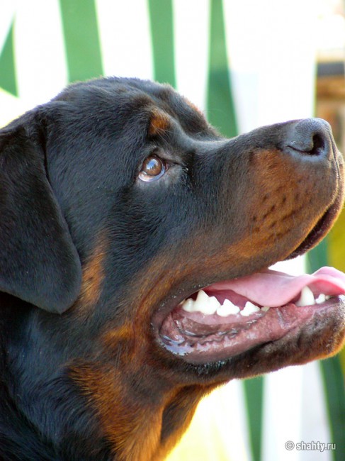 Ротвейлер на выставке собак в г. Шахты