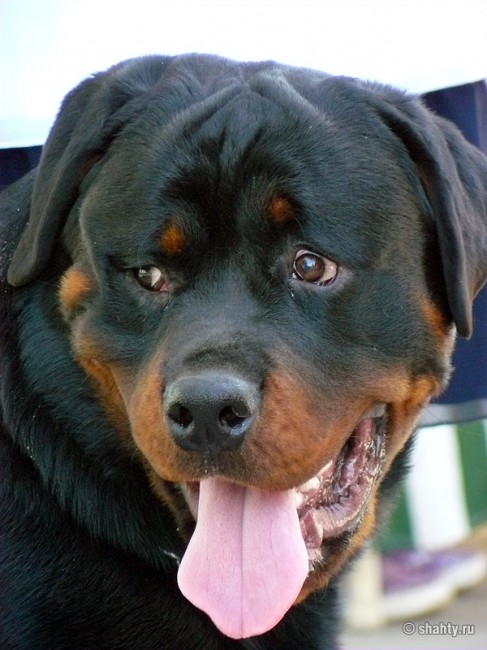 Ротвейлер 13 мая 2012 г. на выставке собак в г.Шахты