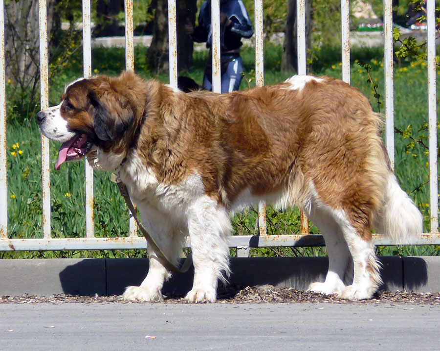 Выставка собак в г. Шахты