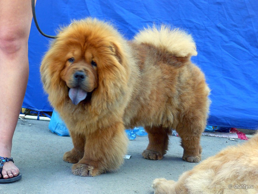 Чау-чау на выставке собак в городе Шахты