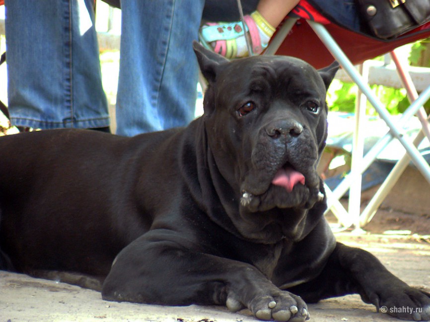 Кане корсо на выставке собак в г. Шахты