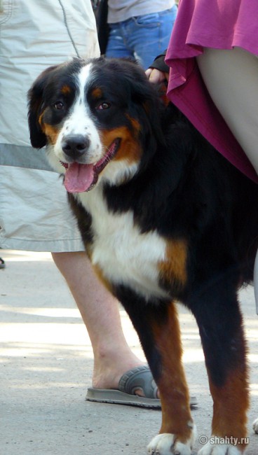 Бернский зенненхунд на шахтинской выставке собак 2012