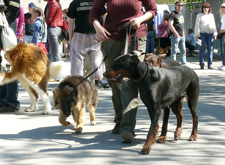 Выставка собак в г. Шахты