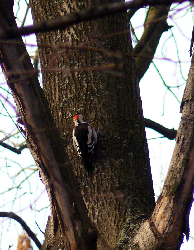 Дятел в городском парке, Шахты - Шахты