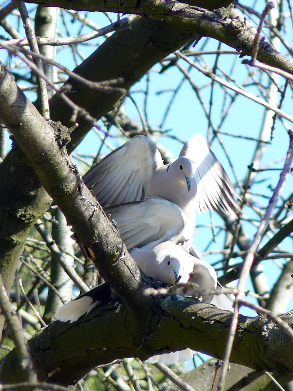 Любовь и голуби на площади Ленина, г. Шахты