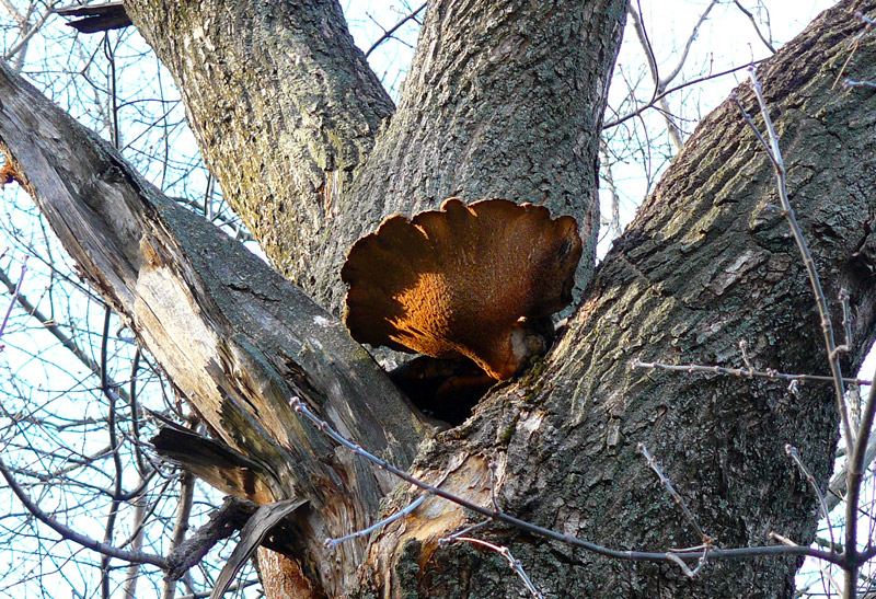 Гриб на дереве в парке, Шахты