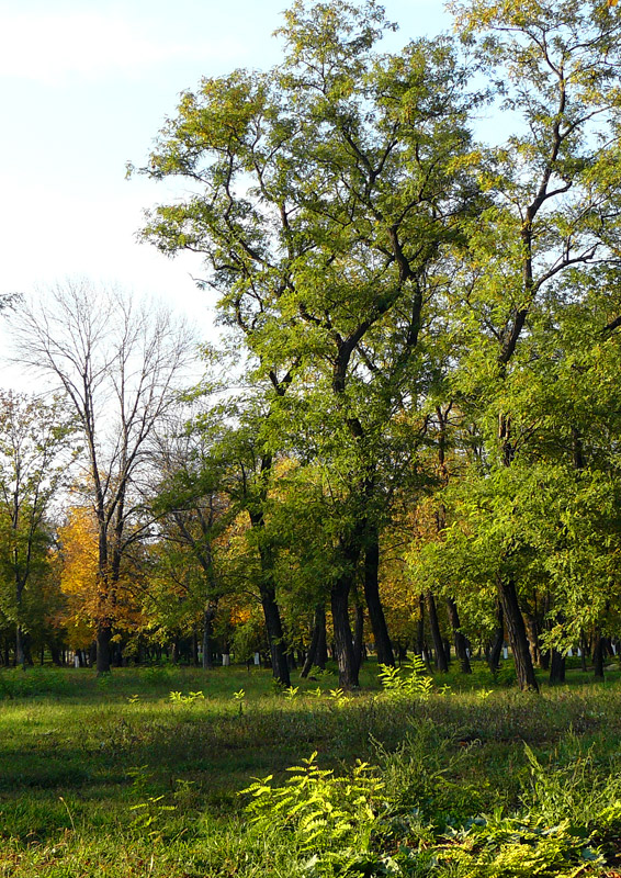Парк в Шахтах - Шахты