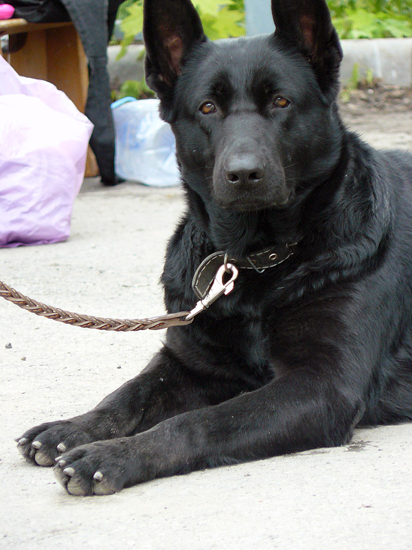 Шахтинская выставка собак в 2011 г.