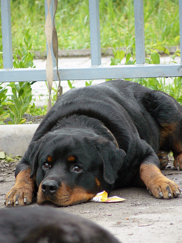 Шахтинская выставка собак, май 2011 г.